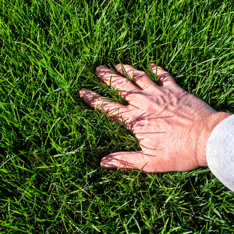 A male hand touching soft luscious lawn